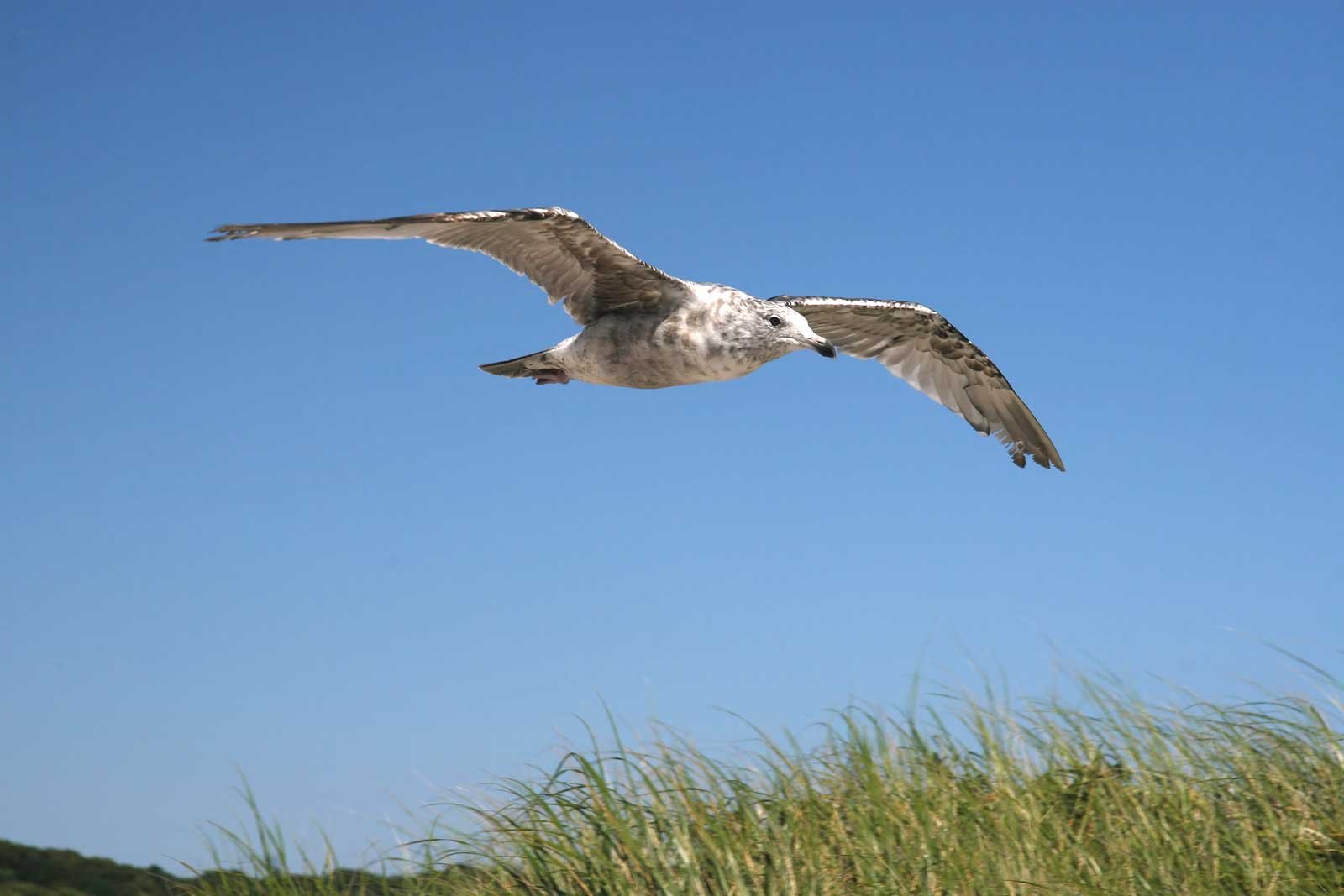 Flying-gull-IMG 3487