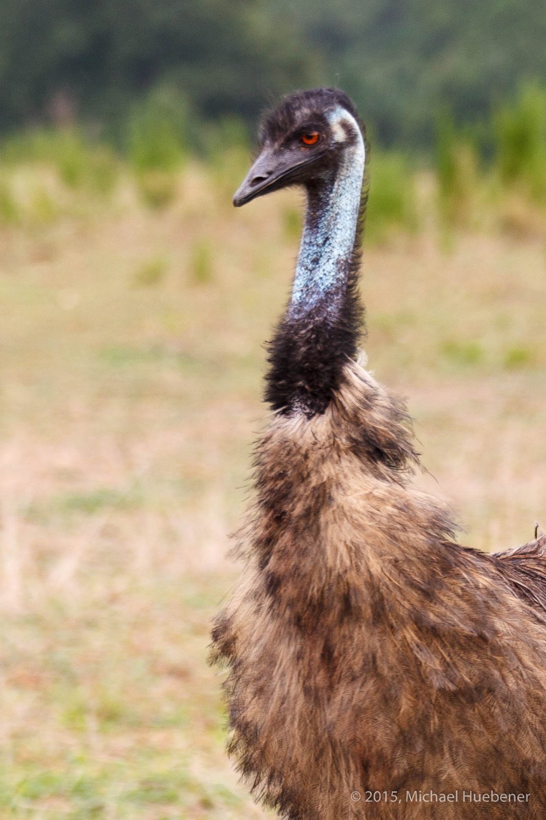 Emu 150728 9631 2048-2