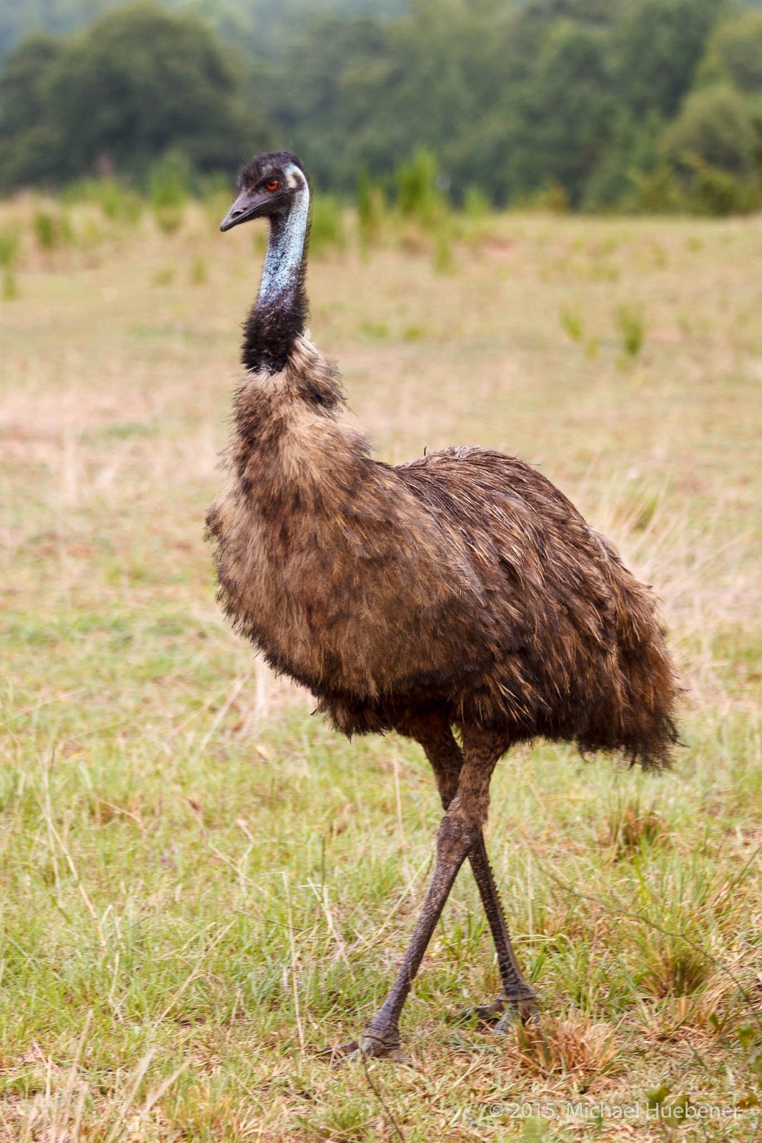 Emu 150728 9631 2048