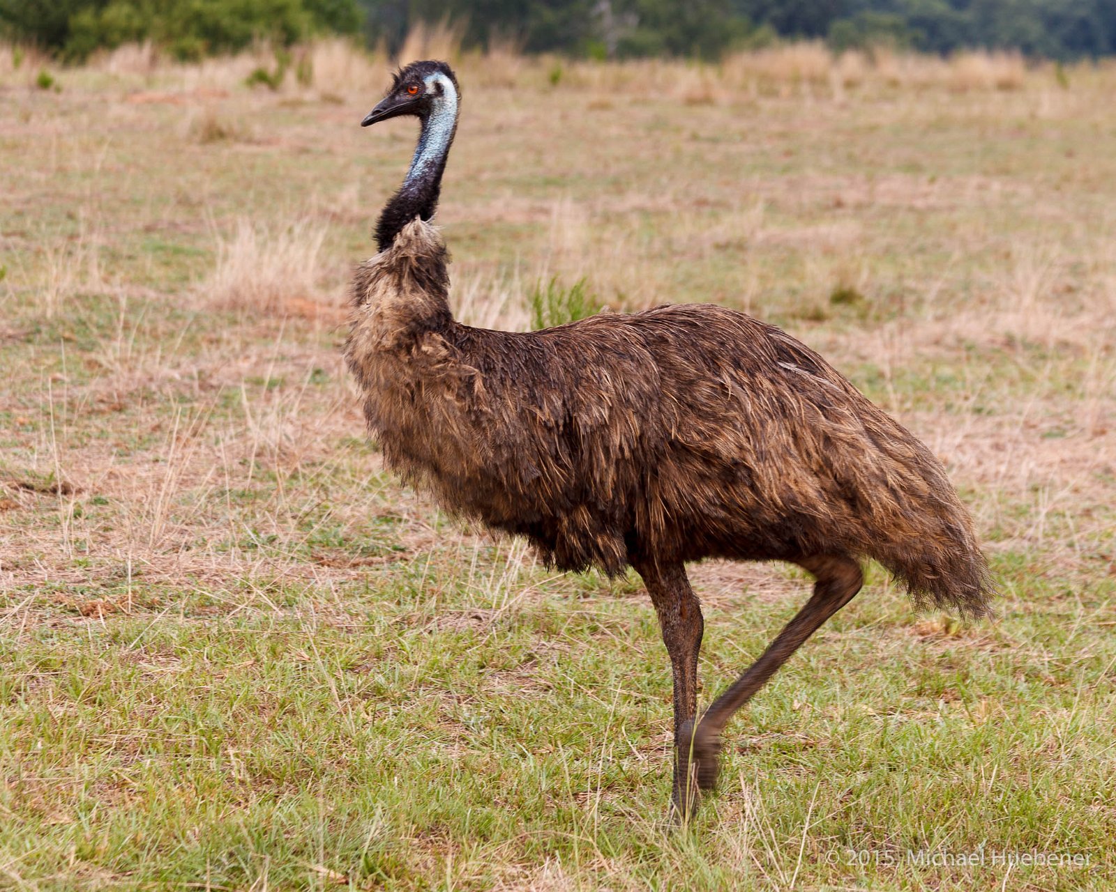 Emu 150728 9633 2048