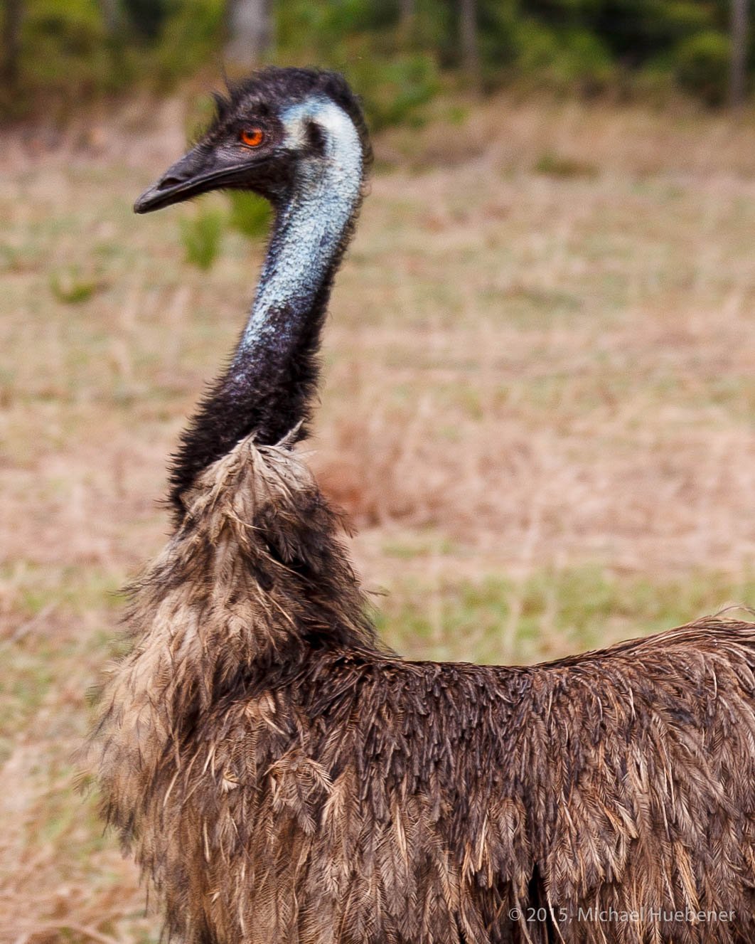 Emu 150728 9640 2048-2