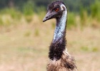 Emu 150728 9631 2048-2 : bird, emu, fauna, wildlife