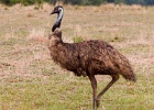 Emu 150728 9633 2048 : bird, emu, fauna, wildlife