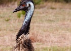 Emu 150728 9640 2048-2 : bird, emu, fauna, wildlife