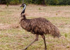 Emu 150728 9640 2048 : bird, emu, fauna, wildlife